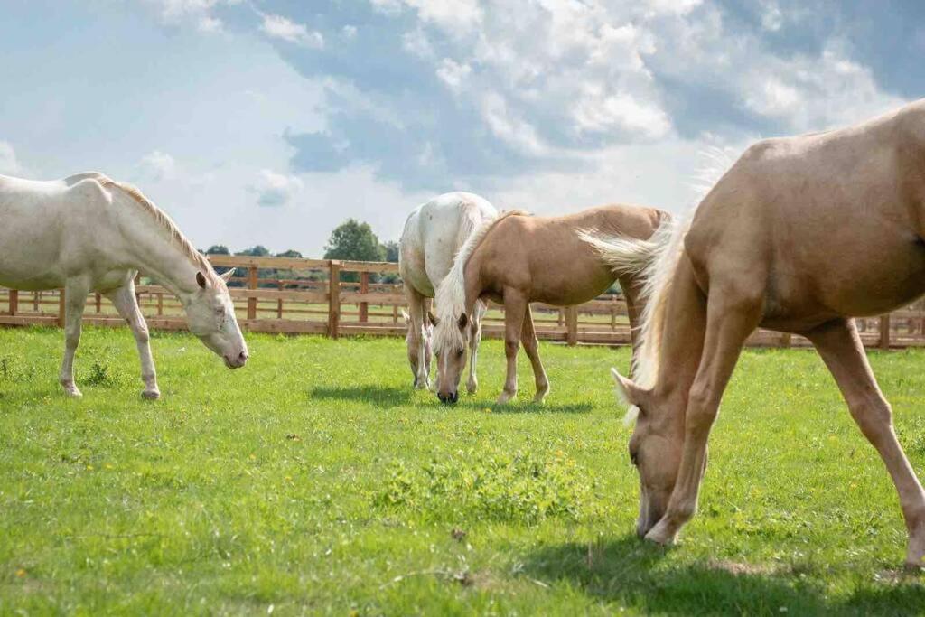 Langford Farmhouse - New Forest National Park Luxury 4Bd, Hot Tub, Cinema, 10 Acres Bartley Dış mekan fotoğraf