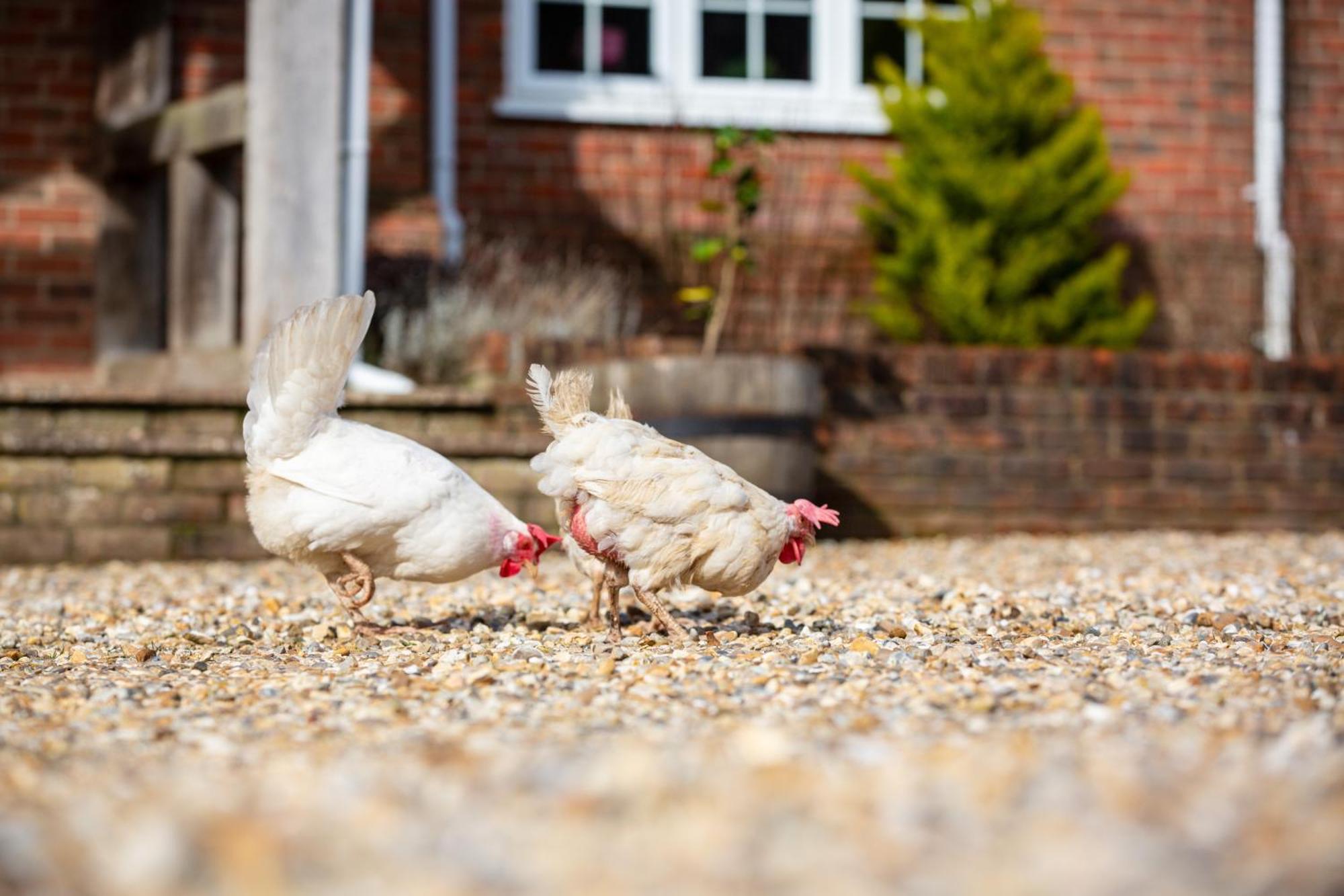 Langford Farmhouse - New Forest National Park Luxury 4Bd, Hot Tub, Cinema, 10 Acres Bartley Dış mekan fotoğraf
